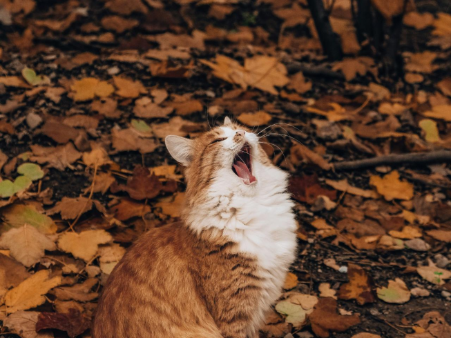 Así puedes reducir la agresividad de tu gato