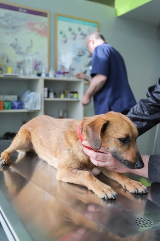 El veterinario que innova en comida para mascotas