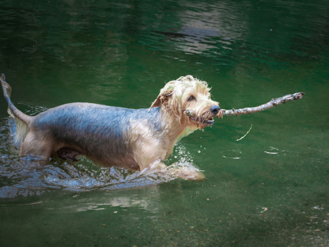 Actividades divertidas para fortalecer el vínculo con tu mascota en casa