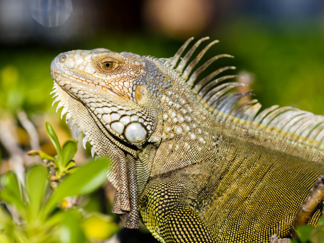 Nombres geniales para iguanas