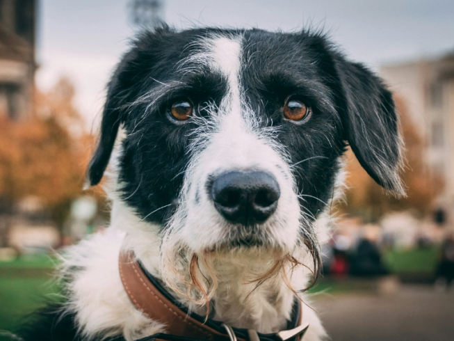 Todo lo que necesitas saber antes de adoptar una mascota