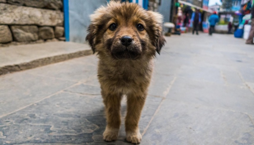 Adoptar un animal abandonado podría valer $650.000: ¿dónde?