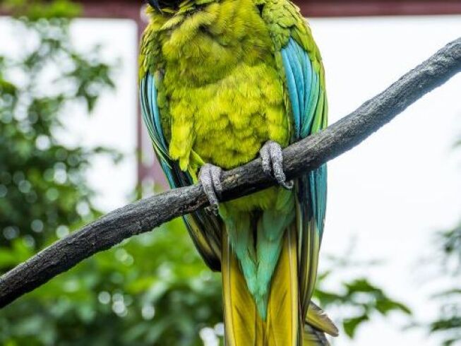 Nombres para loros: 120 ideas originales para machos y hembras (2026)