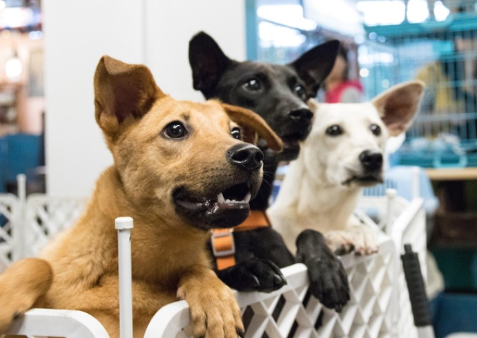 Adopción de perros y caballos retirados de la policía: una emotiva despedida