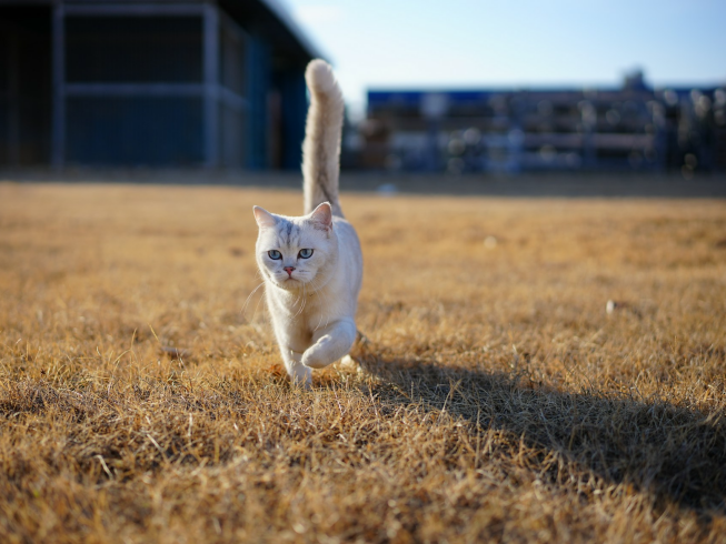 El fascinante instinto explorador de los gatos