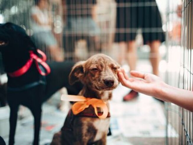 ¿Cuánto cuesta adoptar un perro? Cuotas, gastos ocultos y presupuesto real (2026)