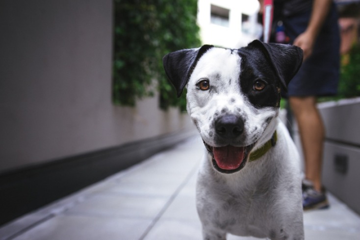 Un hogar lleno de amor borra lágrimas de un perro rescatado