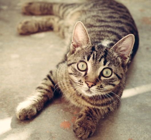 Una gata callejera invade oficina y sorprende a todos