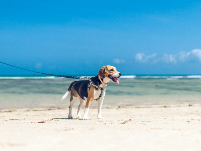 Vacaciones inolvidables: Viaja con tu mascota sin complicaciones