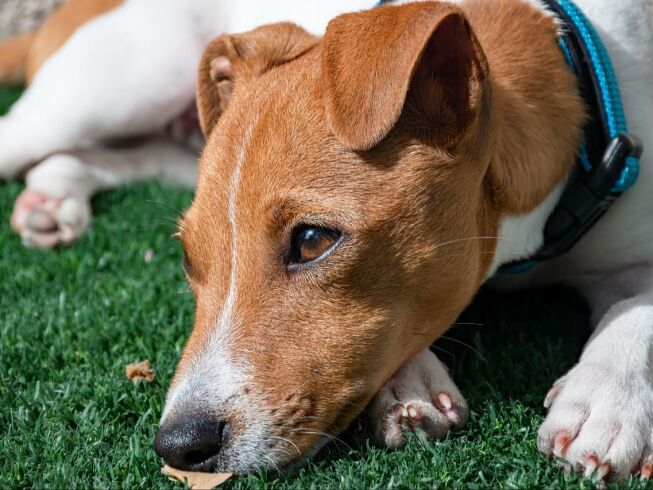 Devuelven a perrita al refugio por inesperada razón