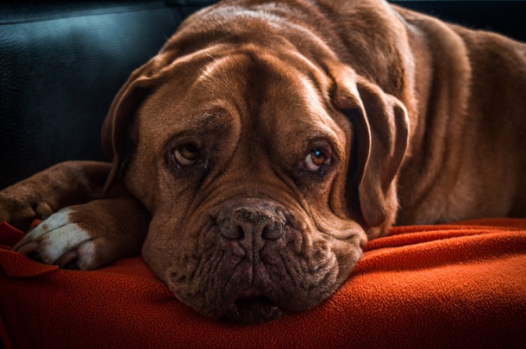 ¿Cuándo se considera viejo un perro?