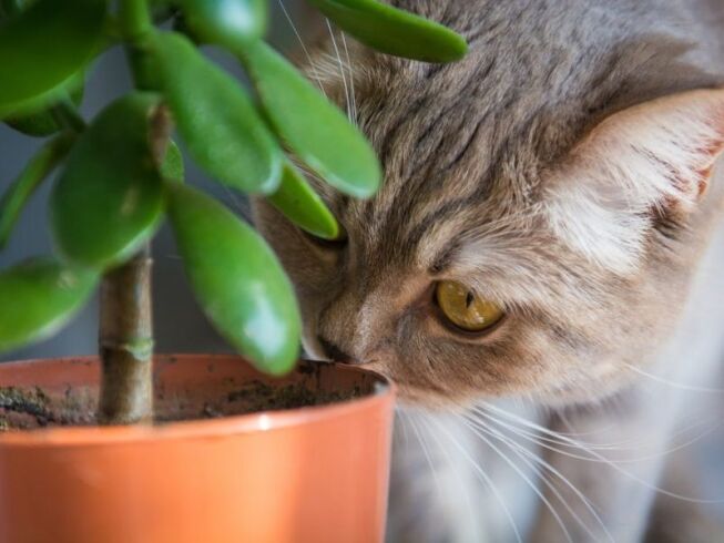 Plantas tóxicas para gatos: lista completa de las más peligrosas